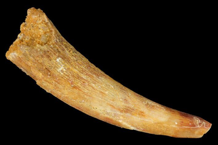 Fossil Pterosaur (Siroccopteryx) Tooth - Morocco #145793